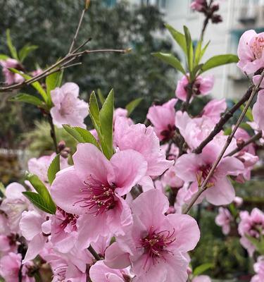 桃花之恋（桃花——爱情）