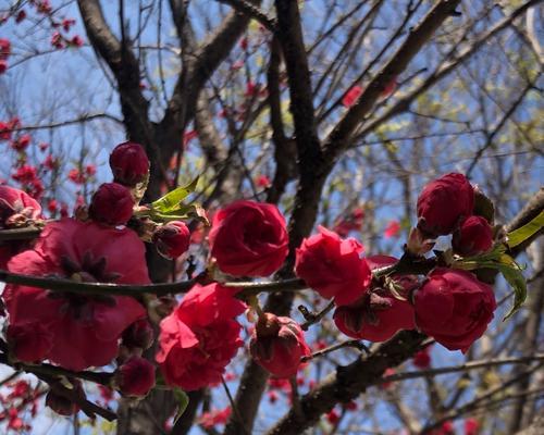 桃花之恋（桃花——爱情）