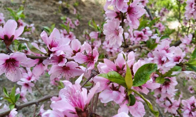 桃花花语和寓意（桃花花语和寓意浅析）