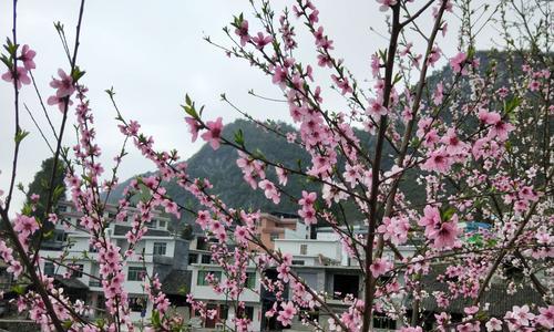 桃花花语和寓意（桃花花语和寓意浅析）