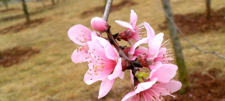 桃花花语和寓意（桃花花语和寓意浅析）