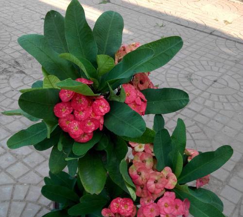 铁海棠的花语与寓意（探寻铁海棠的象征意义及文化内涵）