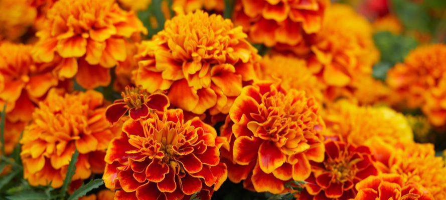 万寿菊的花语与寓意——寄托美好祝愿的花朵（为您揭示万寿菊所代表的吉祥）