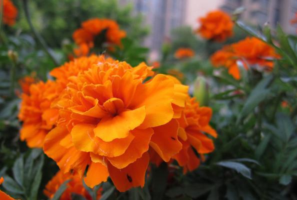 万寿菊的花语与寓意——寄托美好祝愿的花朵（为您揭示万寿菊所代表的吉祥）