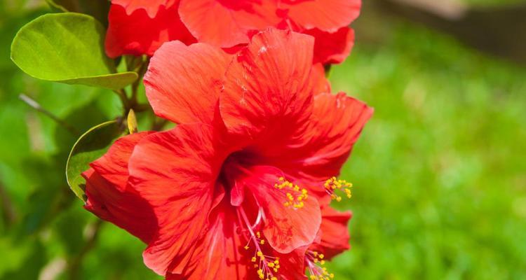 威海市花——紫藤花的美丽与寓意（揭秘威海市花紫藤花的历史与象征意义）