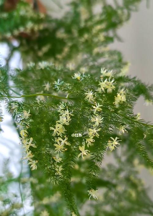 文竹花开的时光（触动心弦的竹间花海）