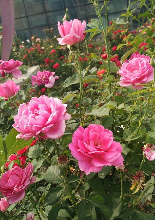 乌鲁木齐的市花——红花玫瑰的意义和美丽（红花玫瑰）