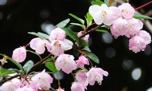 鲜花的象征意义（探索鲜花象征的多样含义）