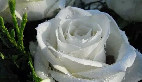 玫瑰花语之香水玫瑰的浪漫与传情（香水玫瑰花语的含义及表达爱意的技巧）