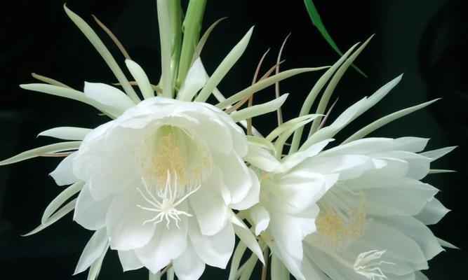 烟花菊——美丽绽放的花海（寓意深远）