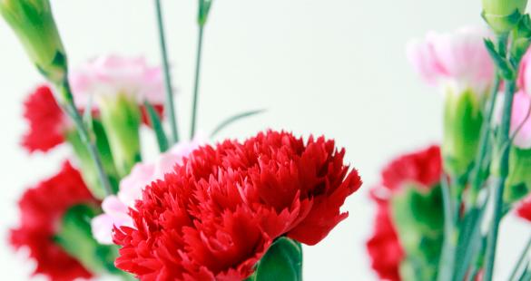 烟花菊——美丽绽放的花海（寓意深远）