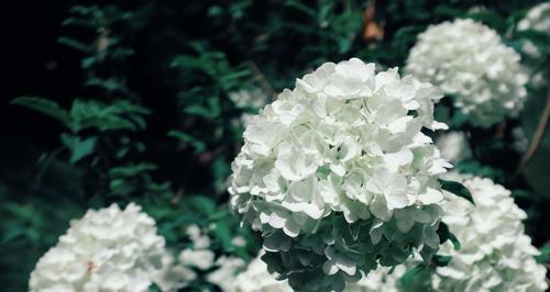 扬州市花琼花的象征与寓意（揭示琼花的神奇之美和文化内涵）