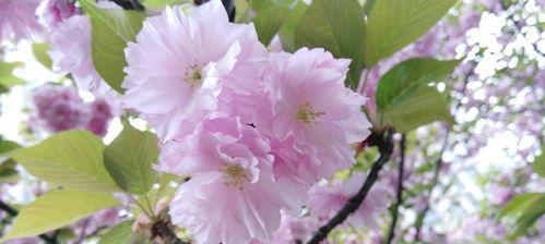 樱花的美丽与象征意义（盛开）