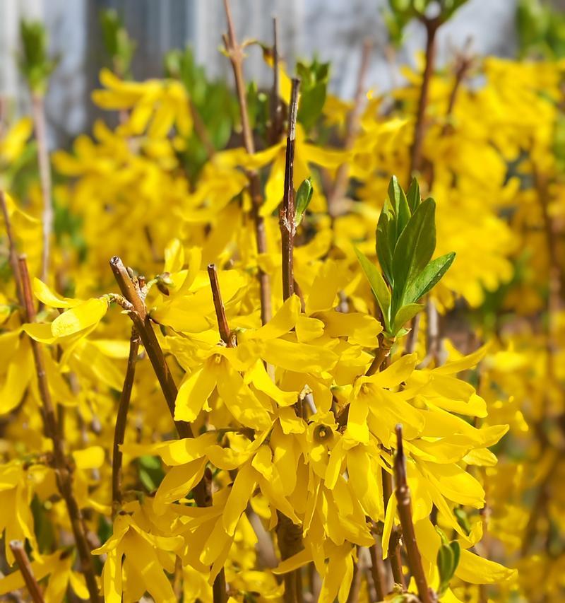 迎春花（揭开迎春花的花语之谜）