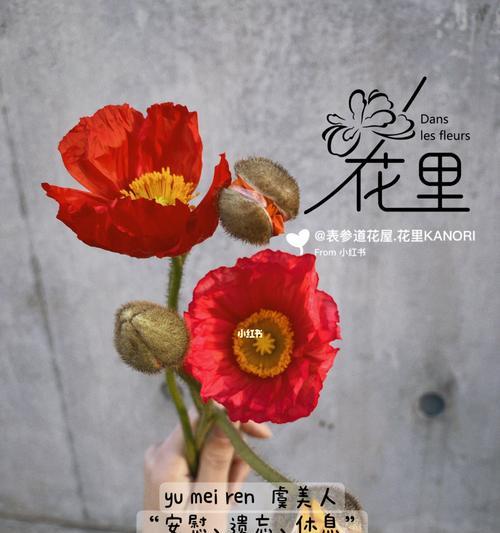 虞美人的花语与含义（揭示虞美人花的奇特寓意）