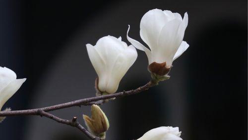 玉兰花的花语与寓意（揭示玉兰花所象征的美好寓意）