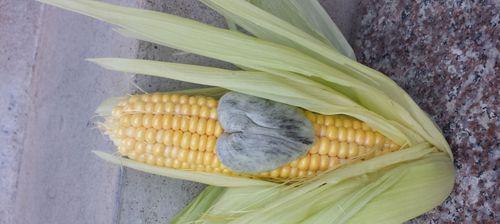 玉米（探索玉米背后的象征意义和品质）