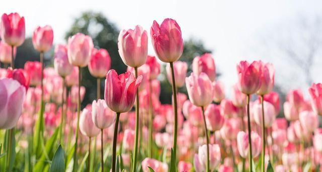 郁金香花语与象征意义探析（揭秘郁金香的花语与意义）