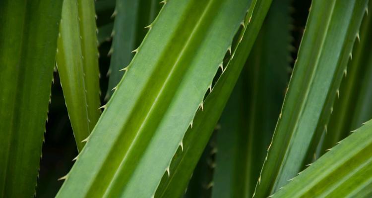 探索仙人掌植物叶子的特点与功能（揭秘仙人掌叶子的奥秘）