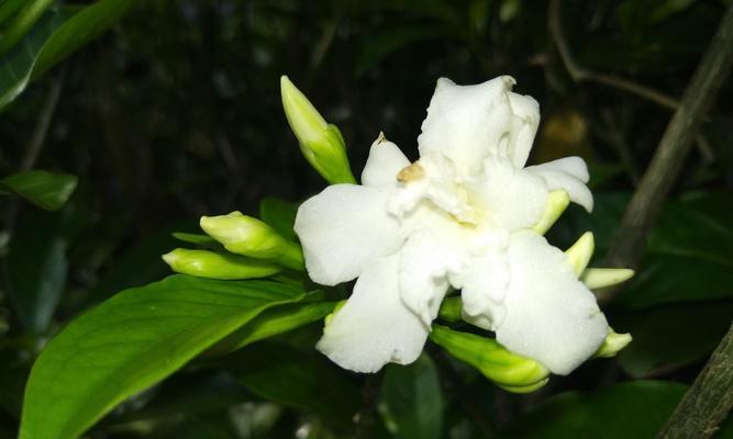 花之高贵纯洁（以白莲花为主题的花之美丽与神秘）