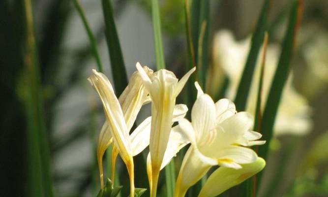 小苍兰的花语与传说（小苍兰）