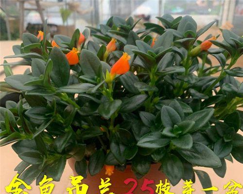 小金鱼吊兰花（以生命的奇迹点亮生活的希望与美好）