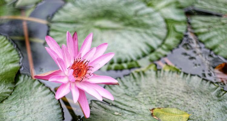 延药睡莲花的神奇力量（探秘延药睡莲花的保健功效与魅力）