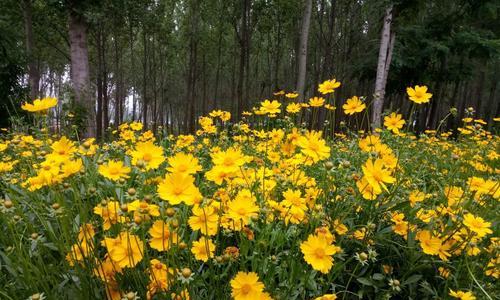 野菊花的花语及其意义解析（野菊花的美丽与象征力）