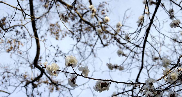 樱桃花（了解樱桃花的花语及相关信息）