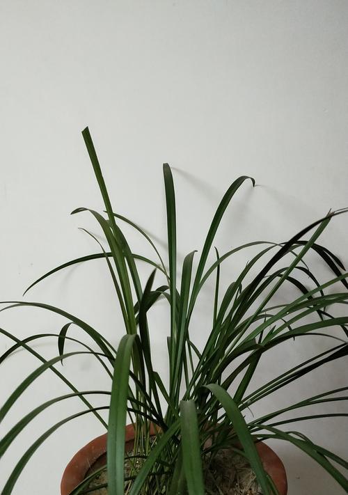 兰花（探寻兰花的花语与文化韵味）