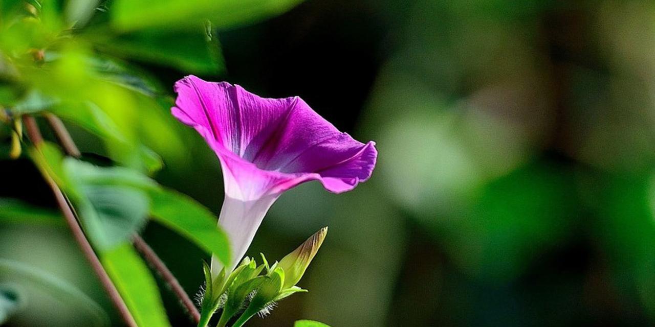 花开有狼，寓意深远（探寻花与狼的奇妙关系）