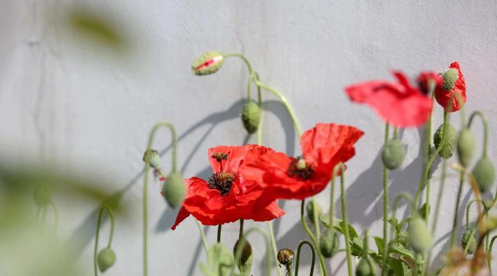 虞美人花（魅惑花海中的虞美人花）