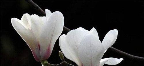 玉兰花——坚强与美丽（玉兰花的寓意与象征意义）