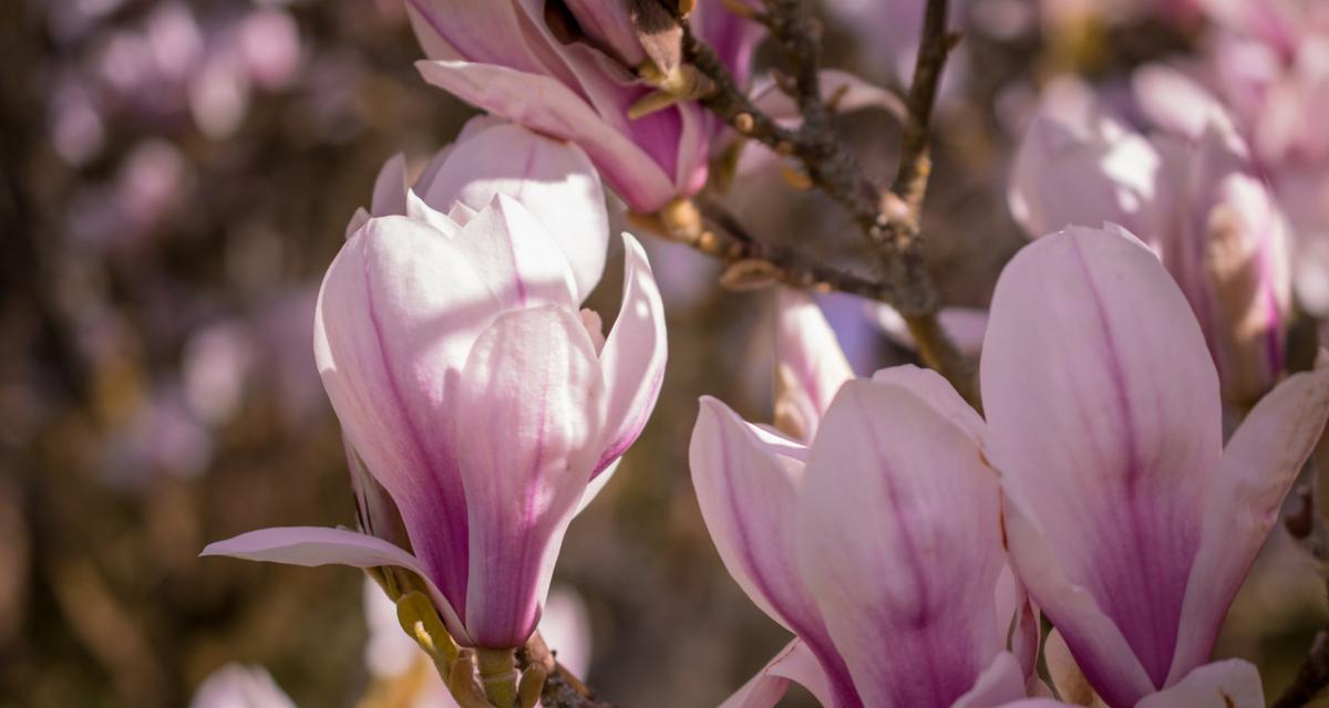 玉兰花之花语大观（探寻玉兰花的种类与花语）