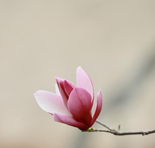 感恩之花-玉兰花的花语（传递感恩之情的神秘之花）