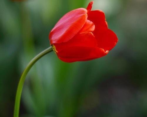 郁金香花语与寓意的奥秘（揭开郁金香花语的深层含义）