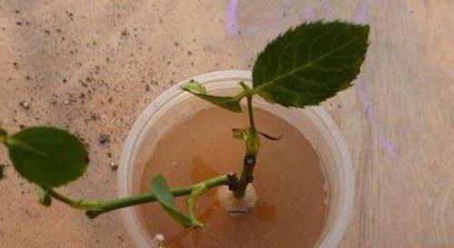 月季见干浇水的水分管理技巧（优化水分供给）