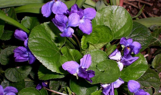 探究栽培紫罗兰花卉的意义（美丽花园中的紫色诗篇——了解紫罗兰的种植及其含义）