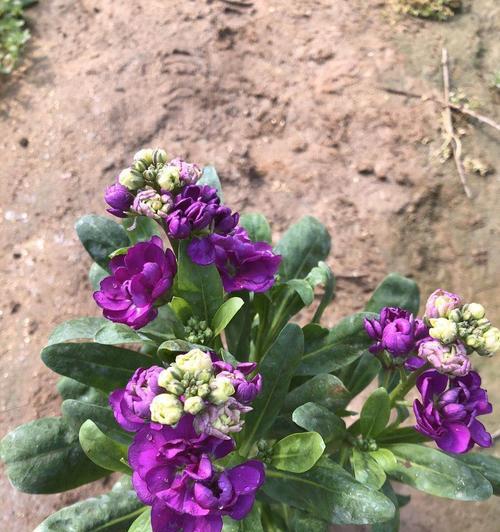 探究栽培紫罗兰花卉的意义（美丽花园中的紫色诗篇——了解紫罗兰的种植及其含义）