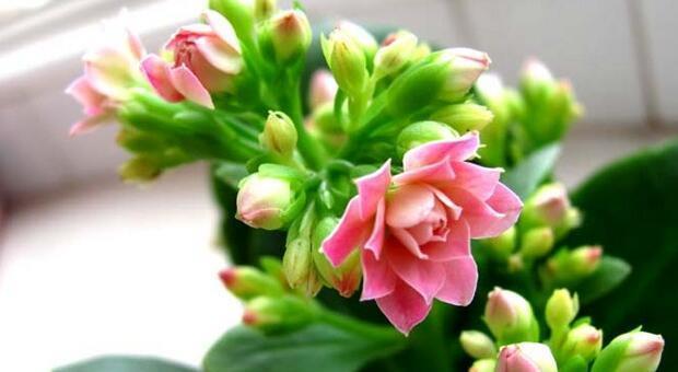 长寿花花语——寓意长寿和幸福的植物（长寿花的寓意和养护技巧）