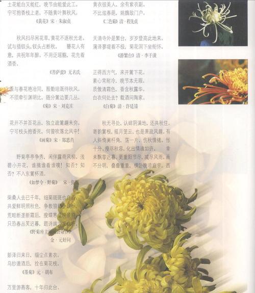 重瓣菊花的花语与象征（解读重瓣菊花的花语与象征意义）