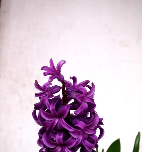 淡紫色的风信子花语-自由、平静与爱（淡紫色花朵的美丽象征和愿望传递者）