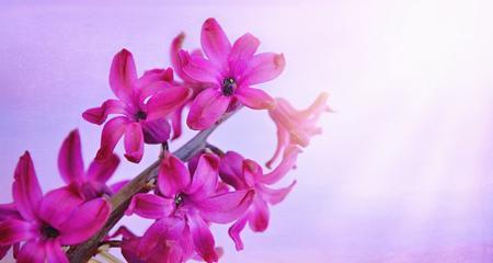 紫色风信子花语的意义与象征（传递祝福与浪漫的紫色风信子）