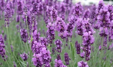 紫色海棠花的花语之美（用紫色海棠花传递心意）