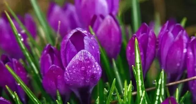紫色海棠花的花语之美（用紫色海棠花传递心意）