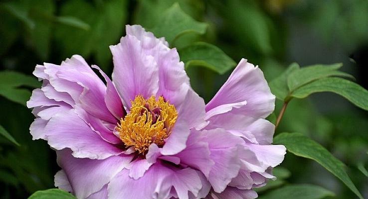 紫色牡丹花语（探索紫色牡丹花语的深层含义）