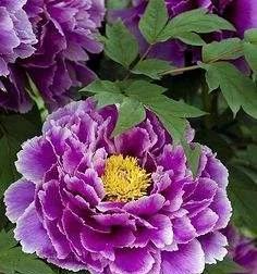 紫色牡丹花语（探索紫色牡丹花语的深层含义）