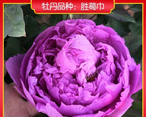紫色牡丹花的美丽与象征（探寻紫色牡丹花的神秘意义）