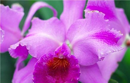 紫色泰国洋兰花的神秘之语（探寻泰国洋兰花的花语秘密）
