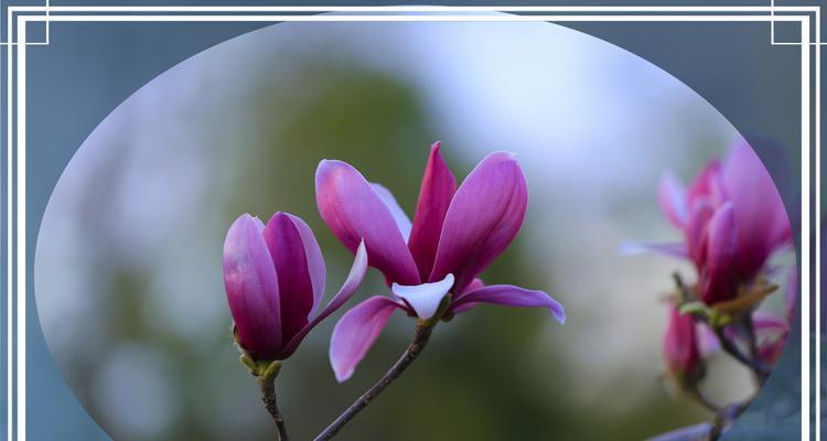紫色玉兰花花语——寄托深情（探索紫色玉兰花的花语之美）